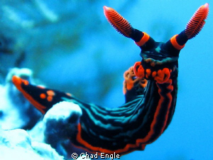 Nudibranch hanging out on a coral outcropping playing it ... by Chad Engle 